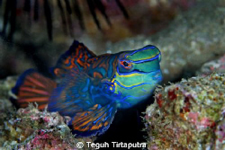 the gorgeous mandarin fish...Canon EOS 400D, Sea and Sea ... by Teguh Tirtaputra 